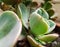 House gecko, Hemidactylus mabouia, hidden among the leaves of a succulent plant