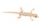 House gecko Hemidactylus in Thailand isolated on white background