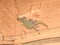 House Geckos (Hemidactylus frenatus)