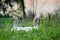 House geese lying in a flowering meadow looking like Siamese twins
