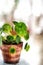 House green Plant potted isolated watercolor painting wallpaper