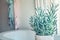 House green plant succulent Senecio serpens or Blue Chalksticks in bathroom