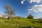 The house in the hills at spring in Montenegro