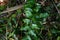 House holly fern Cyrtomium falcatum  1