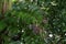 House holly fern Cyrtomium falcatum  2