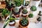 House indoor plants collection. Succulent and cactus in different pots on white background