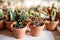 House indoor plants collection. Succulent and cactus in different pots on white background