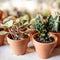 House indoor plants collection. Succulent and cactus in different pots on white background