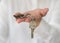 House key in real estate sale person, landlord or home Insurance broker agent`s hand giving to buyer customer for new family owner