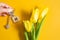 House keys in hand on yellow background and spring tulips. Building, design, project, moving to new home, mortgage, rent and
