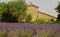 House with lavender field