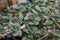 House-leek succulent plant with many stems