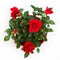 House little beautiful red rose in pot isolated. Dwarf rose