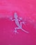 House lizard chameleon on red pink surface