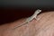 House lizard or little gecko on a human hand.