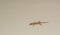 House lizard or little gecko on a white wall