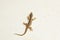 House lizard or little gecko on a white wall