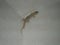 House lizard or little gecko on a white wall. A small predator crawls over a vertical stone wall inside a house on a summer night