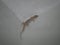 House lizard or little gecko on a white wall. A small predator crawls over a vertical stone wall inside a house on a summer night