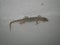 House lizard or little gecko on a white wall. A small predator crawls over a vertical stone wall inside a house on a summer night