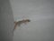 House lizard or little gecko on a white wall. A small predator crawls over a vertical stone wall inside a house on a summer night