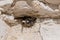 House martin birds, delichon urbicum, building nest cups from mud in gaps on the chalk cliffs, Yorkshire