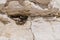 House martin birds, delichon urbicum, building nest cups from mud in gaps on the chalk cliffs, Yorkshire