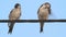 House Martin couple