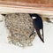 House Martin, Delichon urbica