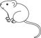 House mouse coloring page