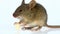 House mouse eating cheese (Mus musculus)