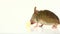 House mouse eating cheese (Mus musculus)