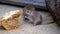 House mouse feeding on discarded cake in urban house garden.