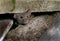 House mouse hiding in garden on the lookout for food.