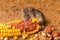 House mouse (Mus musculus) eating corn