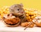 House mouse (Mus musculus) with walnut and corn