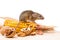 House mouse (Mus musculus) with walnut and corn