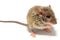 House mouse Mus musculus on white background