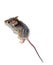 House mouse Mus musculus on white background