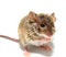 House mouse Mus musculus on white background