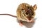 House mouse Mus musculus on white background