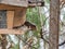 House mouse steals birdseed in a birdhouse