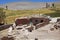 House near the Geyser of Botijuela at the Antofalla volcanic zone at the Puna de Atacama, Argentina