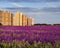 House on the outskirts of town on the edge of blossoming field