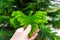 House Pine or Araucaria heterophylla in humans hand closeup