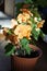 House plant of  abutilon hybridum Â«canary birdÂ» with orange flower in  pot