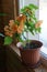 House plant of  abutilon hybridum Â«canary birdÂ» with orange flower in  pot