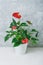 House plant Anthurium