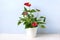 House plant Anthurium