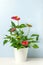 House plant Anthurium